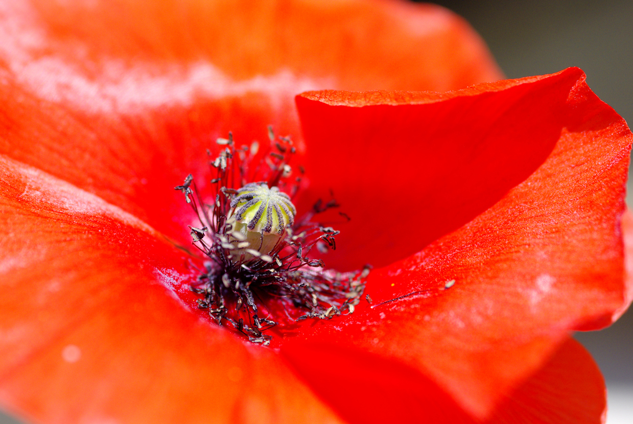 Fonds d'cran Nature Fleurs Coquelicot