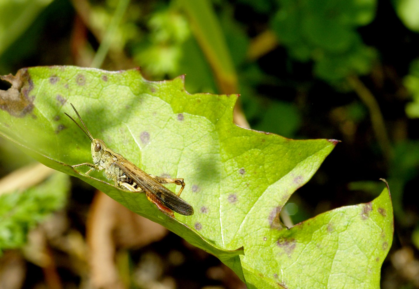 Wallpapers Animals Insects - Grasshoppers and Locusts 