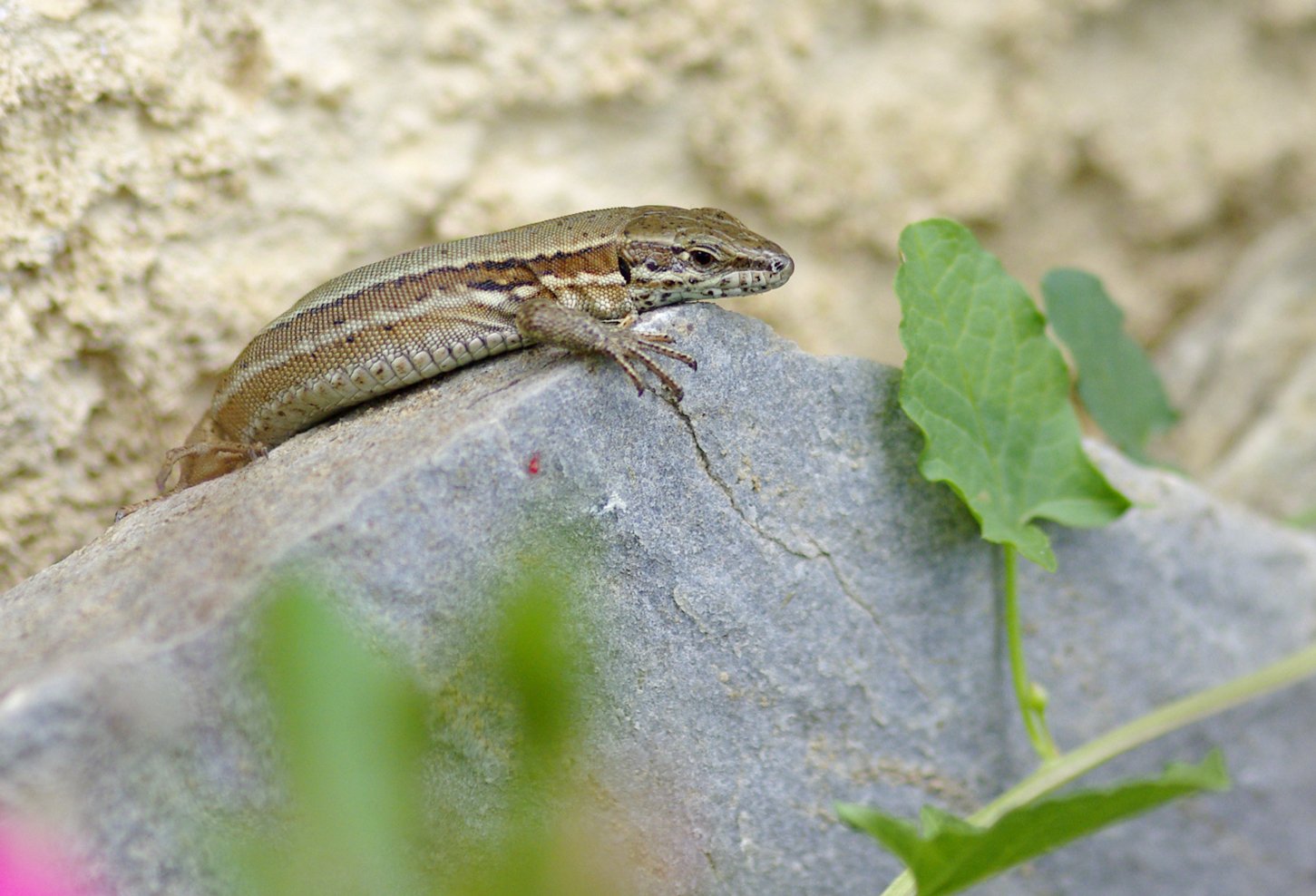 Fonds d'cran Animaux Lzards - Iguanes Lzard