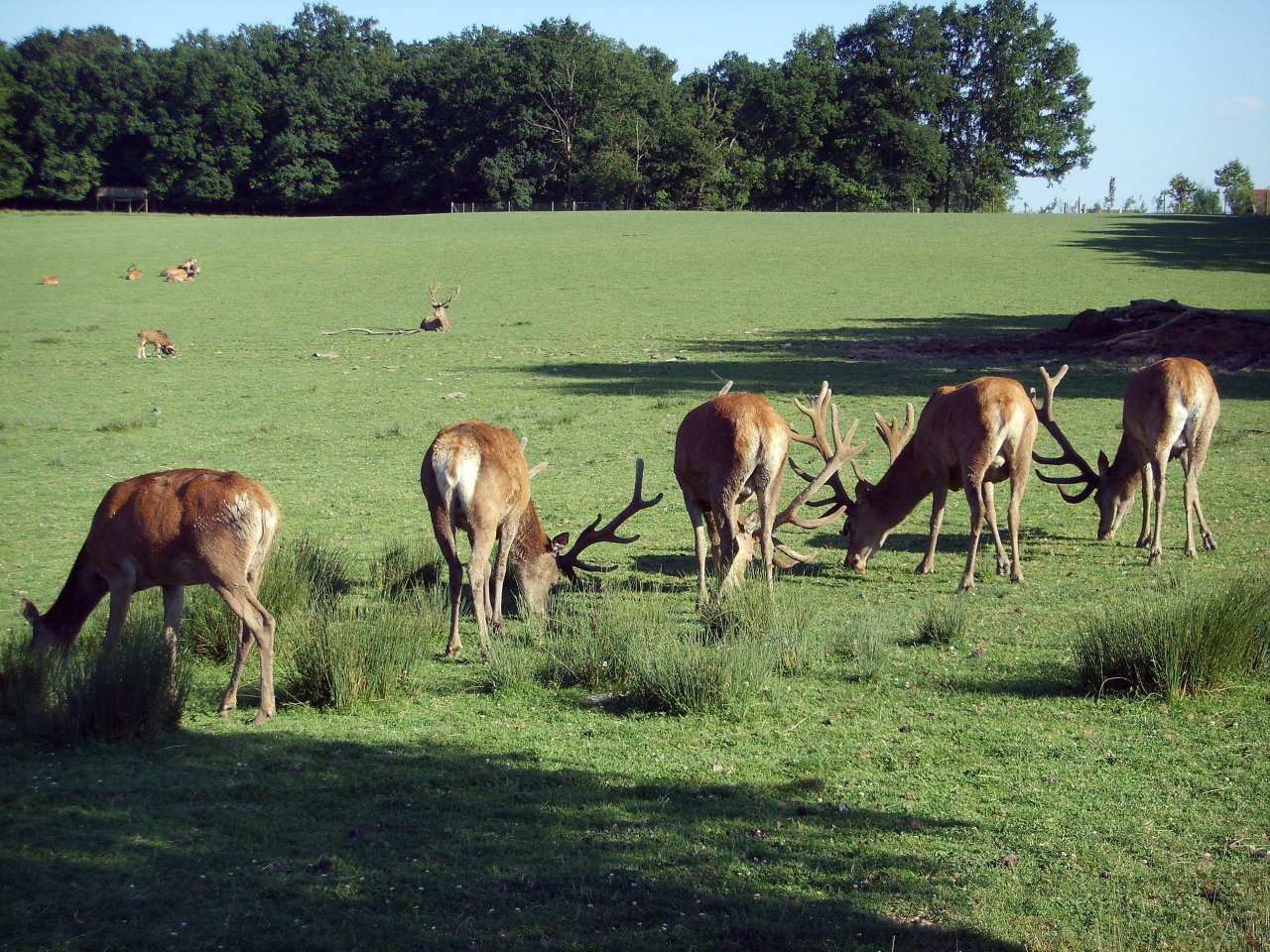 Wallpapers Animals Cervids cerfs