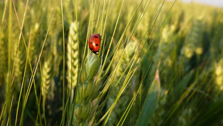 Fonds d'cran Animaux Insectes - Coccinelles coccinelle dans les champs