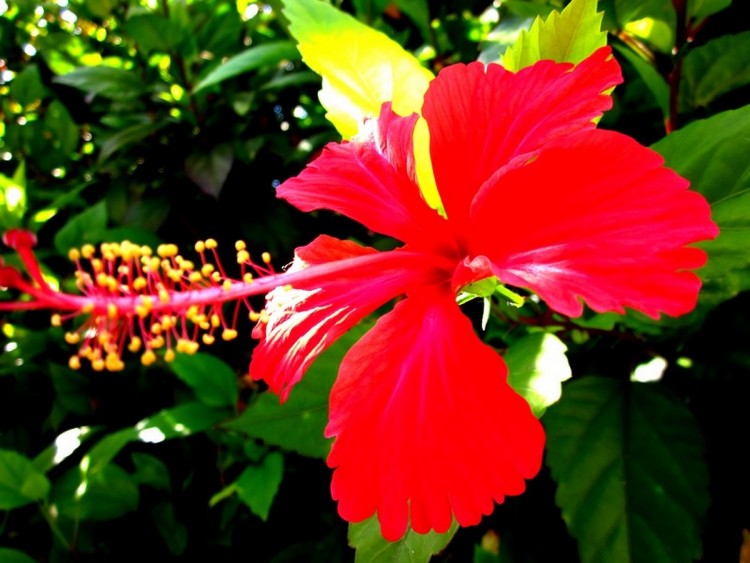 Fonds d'cran Nature Fleurs Hibiscus