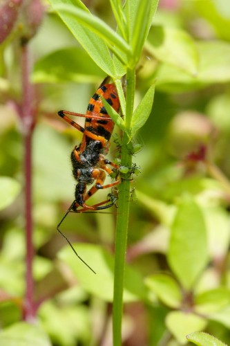 Wallpapers Animals Insectes - Bugs Punaise qui mange un puceron