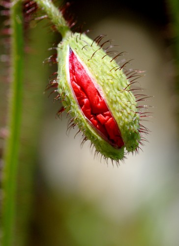 Wallpapers Nature Flowers Dploiement de parachute