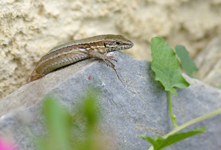 Fonds d'cran Animaux Lzards - Iguanes Lzard