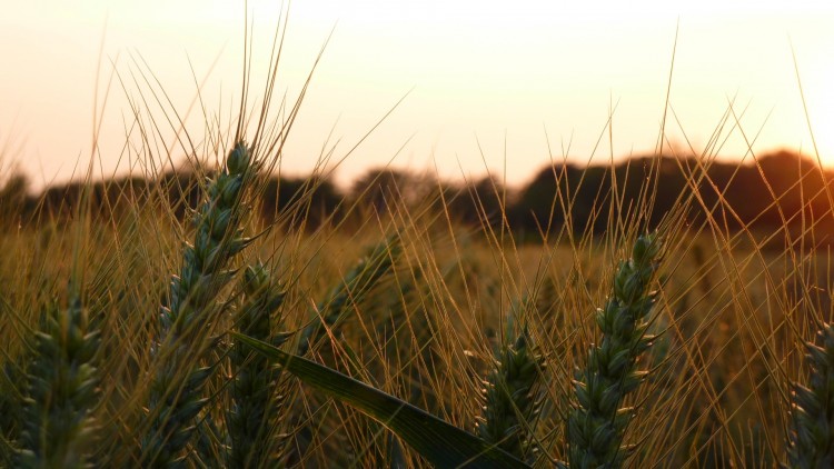 Wallpapers Nature Fields pis de bl