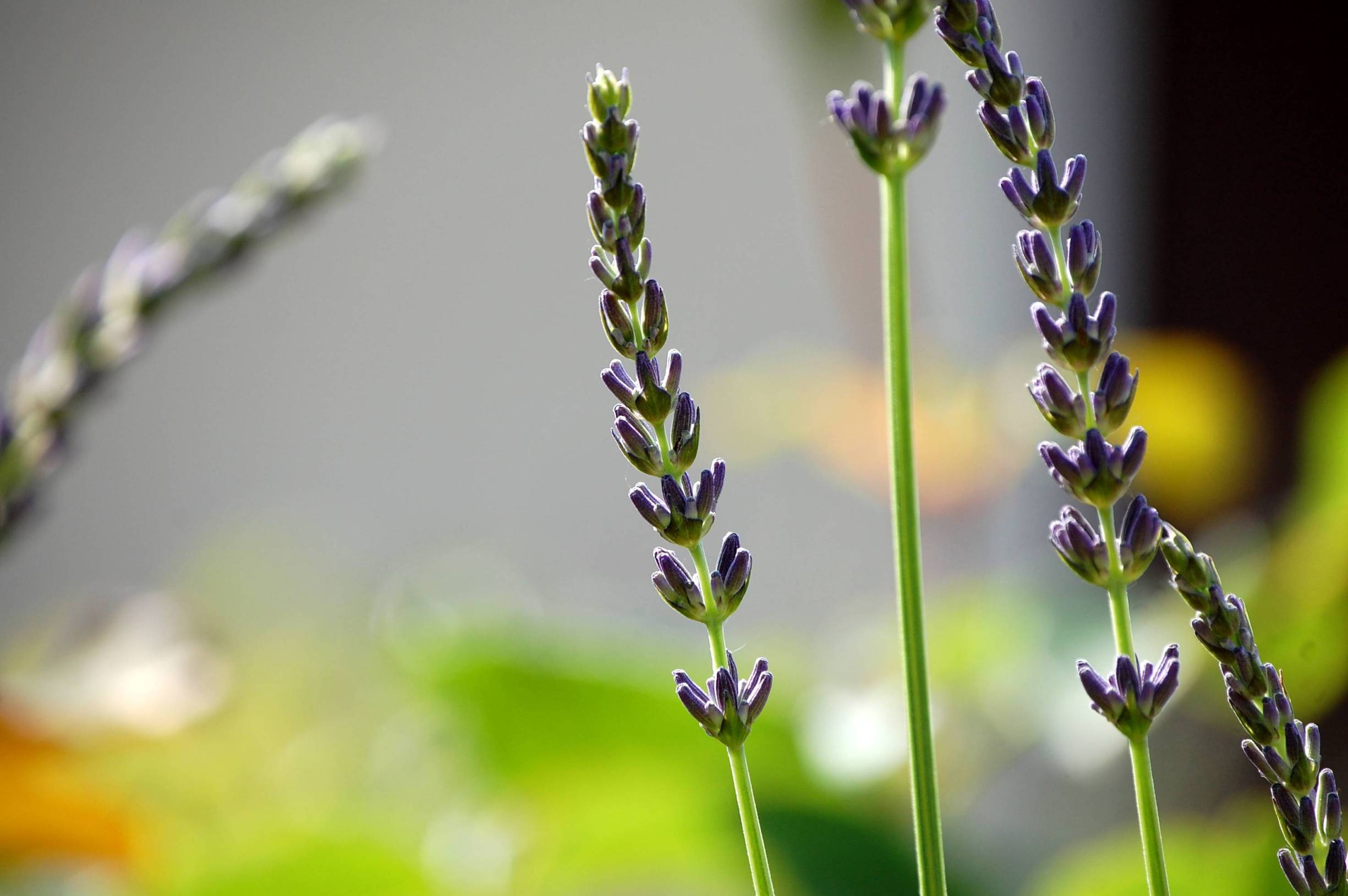 Fonds d'cran Nature Fleurs Lavande