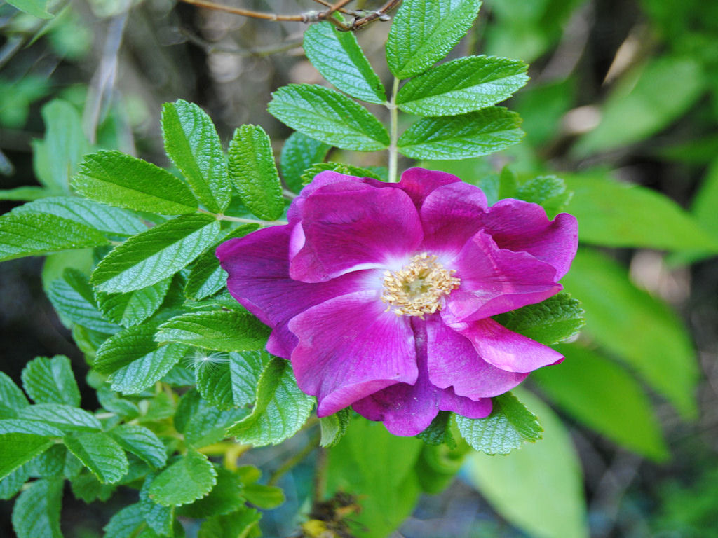 Fonds d'cran Nature Fleurs 