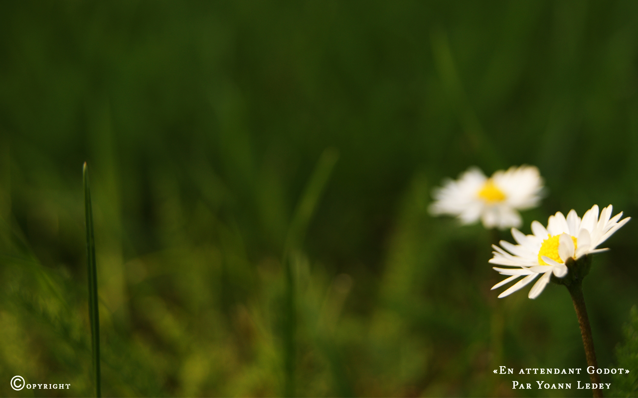 Fonds d'cran Nature Fleurs \