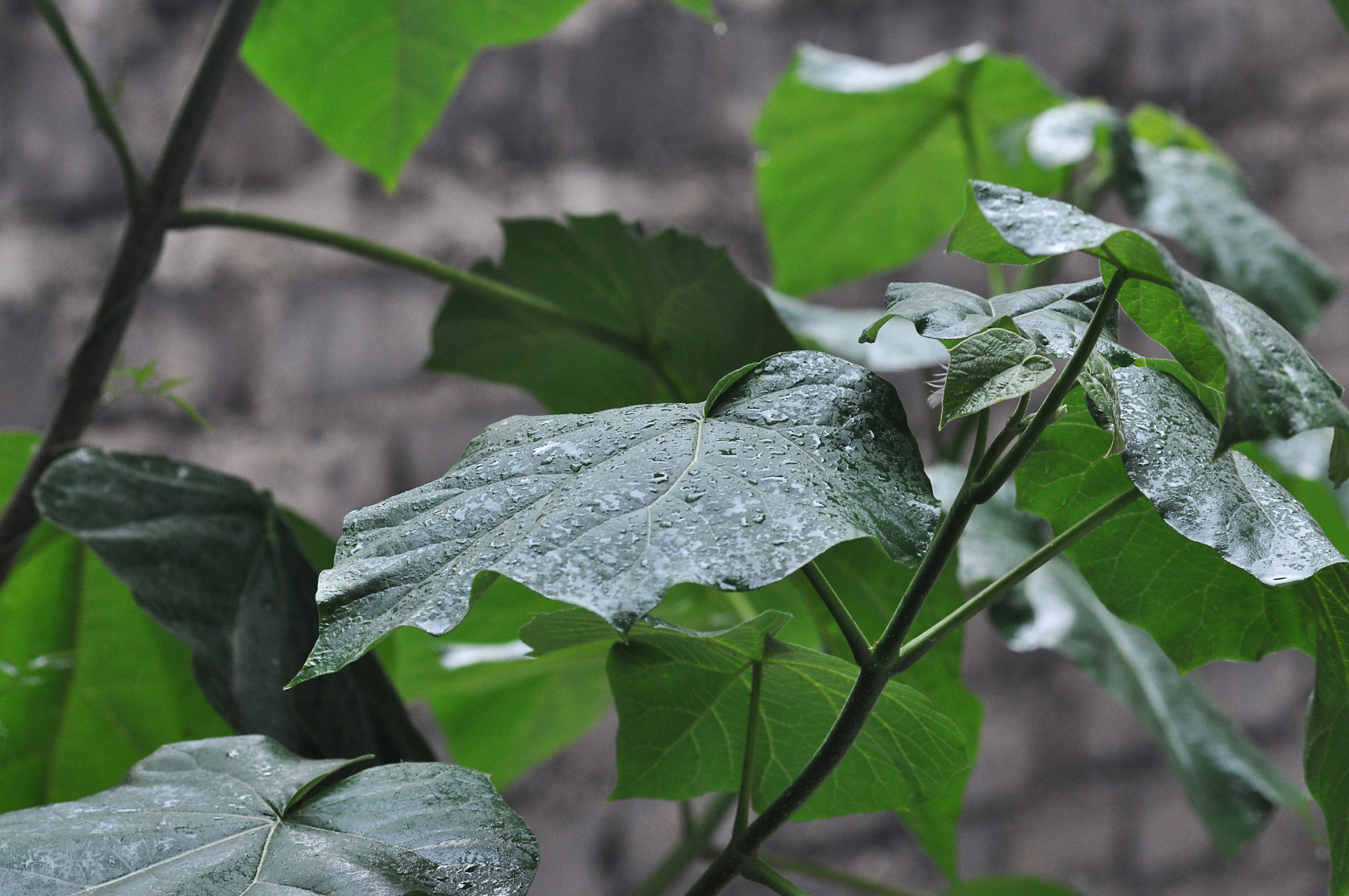 Fonds d'cran Nature Feuilles - Feuillages 