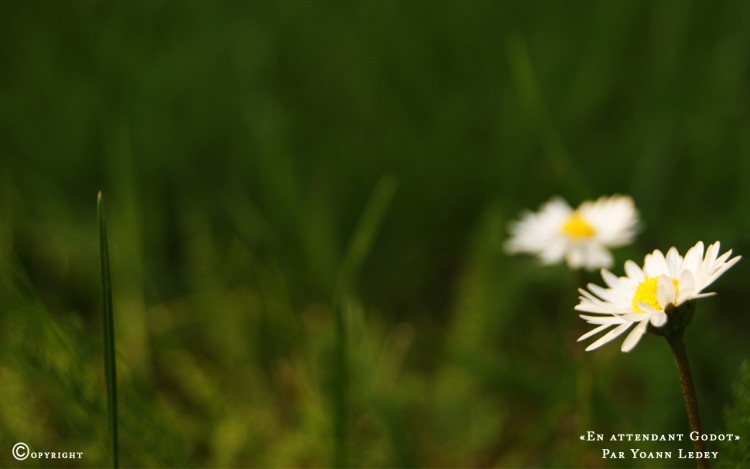 Fonds d'cran Nature Fleurs 