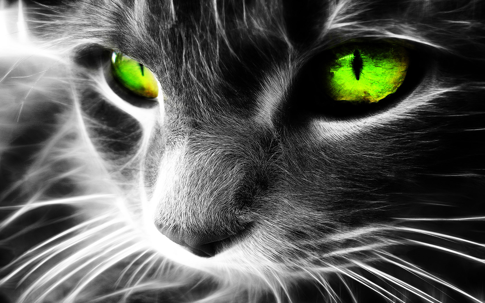 Wallpapers Digital Art Animals Green eyes