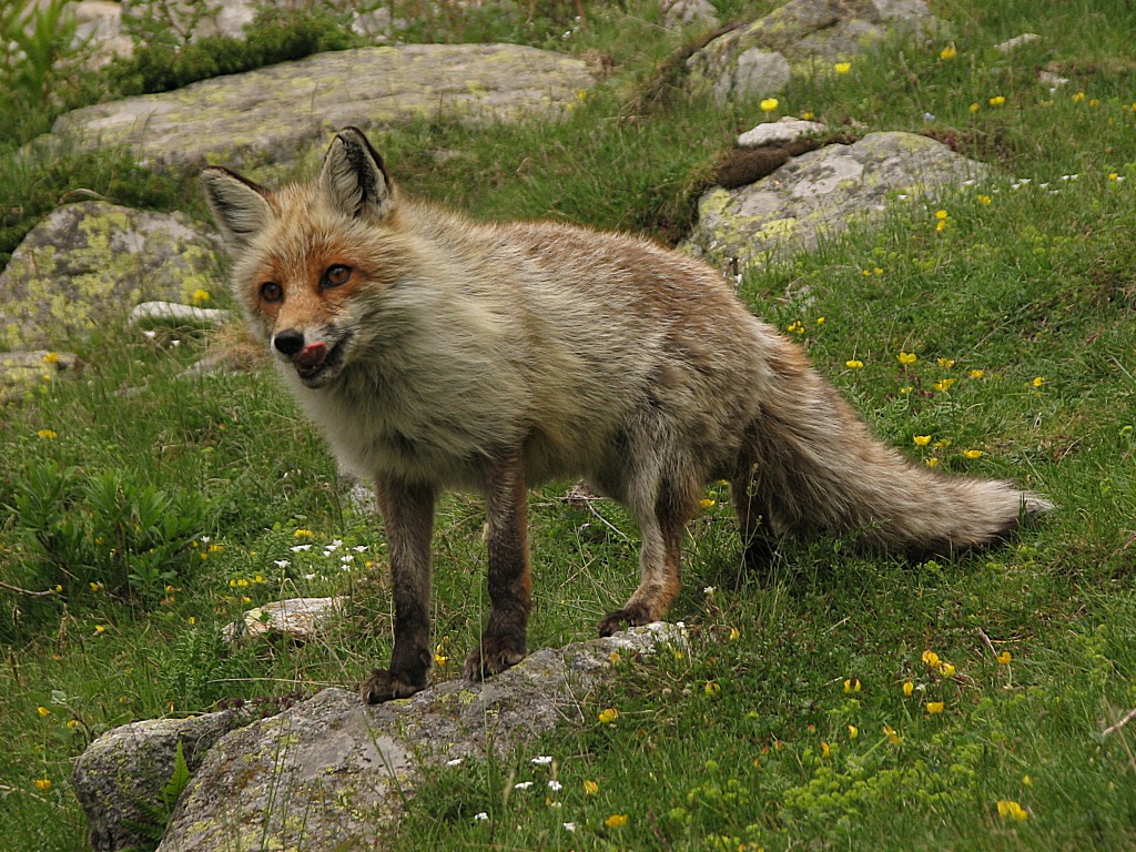 Fonds d'cran Animaux Renards Maitre Renard par l'odeur allch .....