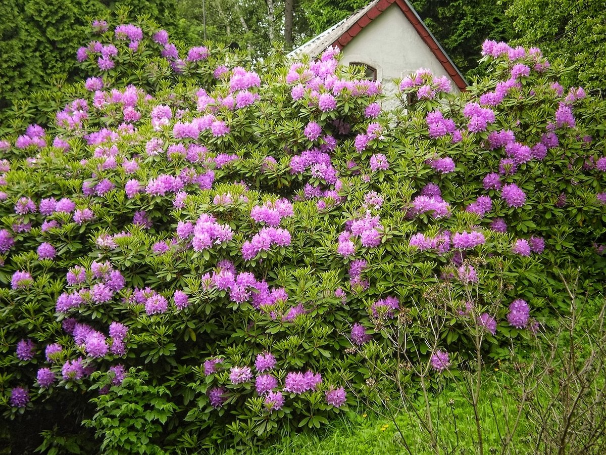 Fonds d'cran Nature Fleurs 