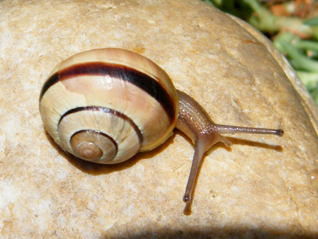 Fonds d'cran Animaux Escargots - Limaces 