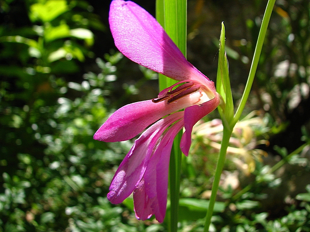 Wallpapers Nature Flowers Glailleul des moissons