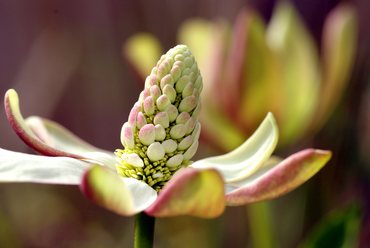 Wallpapers Nature Flowers Fleur au coeur gros