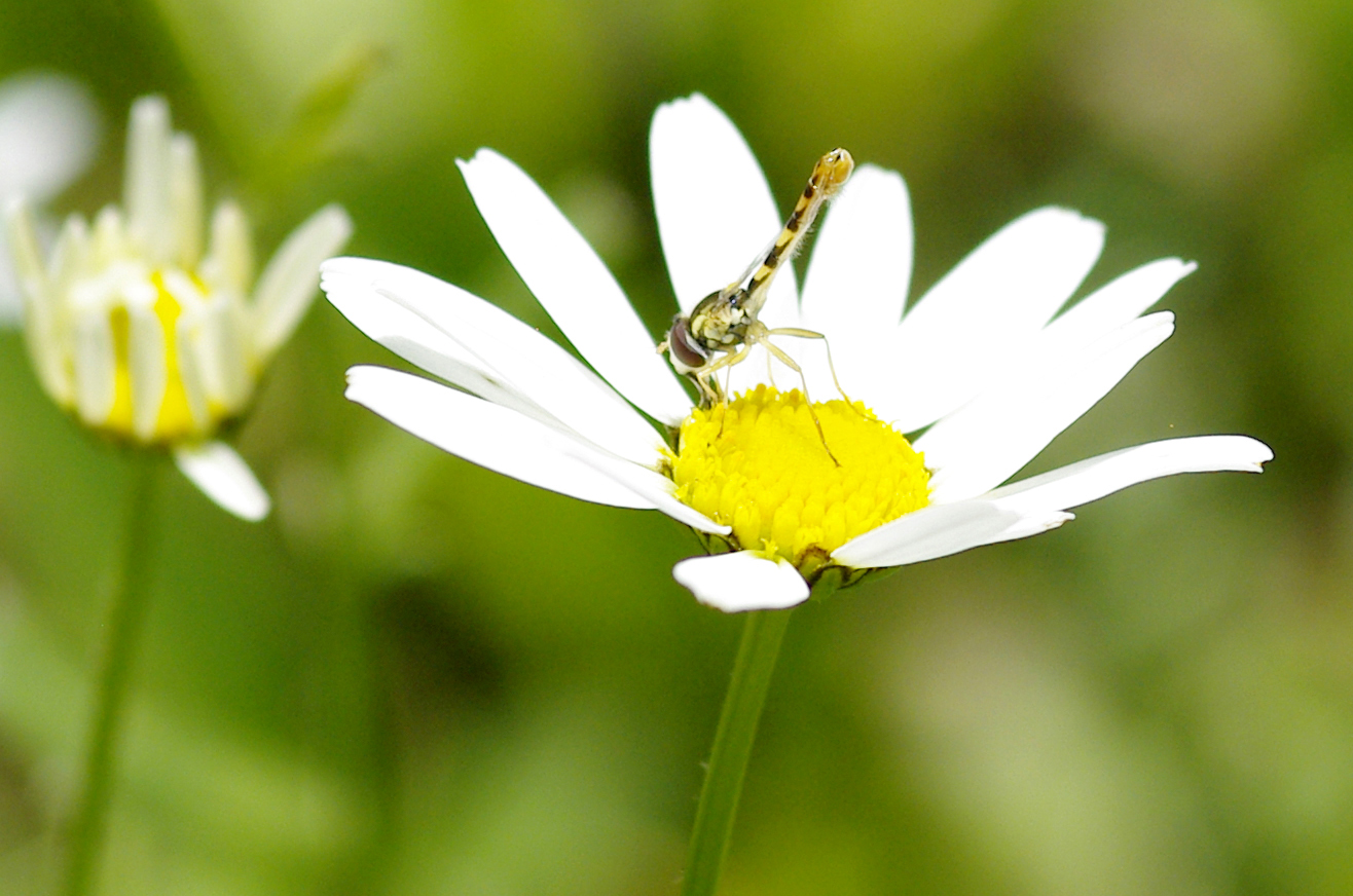 Fonds d'cran Animaux Insectes - Divers 