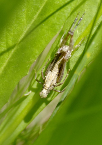 Fonds d'cran Animaux Insectes - Sauterelles et Criquets Sauterelle faisant peau neuve