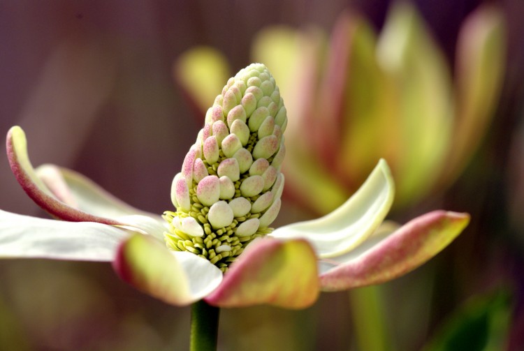 Wallpapers Nature Flowers Fleur au coeur gros