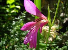 Fonds d'cran Nature Glailleul des moissons