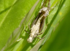 Fonds d'cran Animaux Sauterelle faisant peau neuve