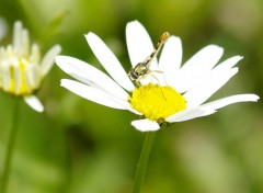 Fonds d'cran Animaux Image sans titre N263679