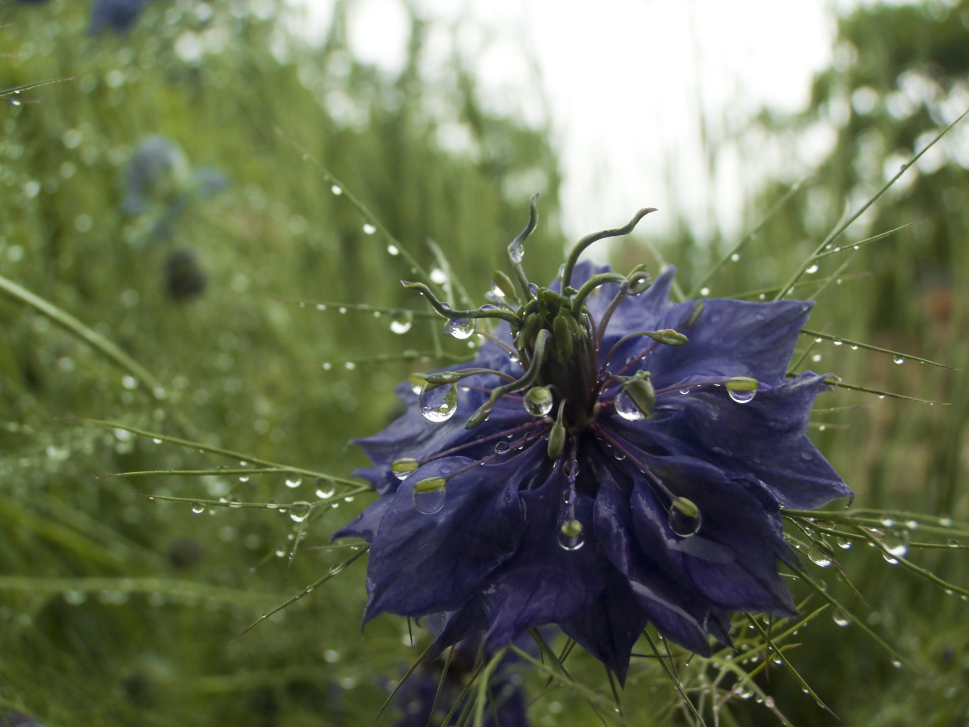 Fonds d'cran Nature Fleurs 