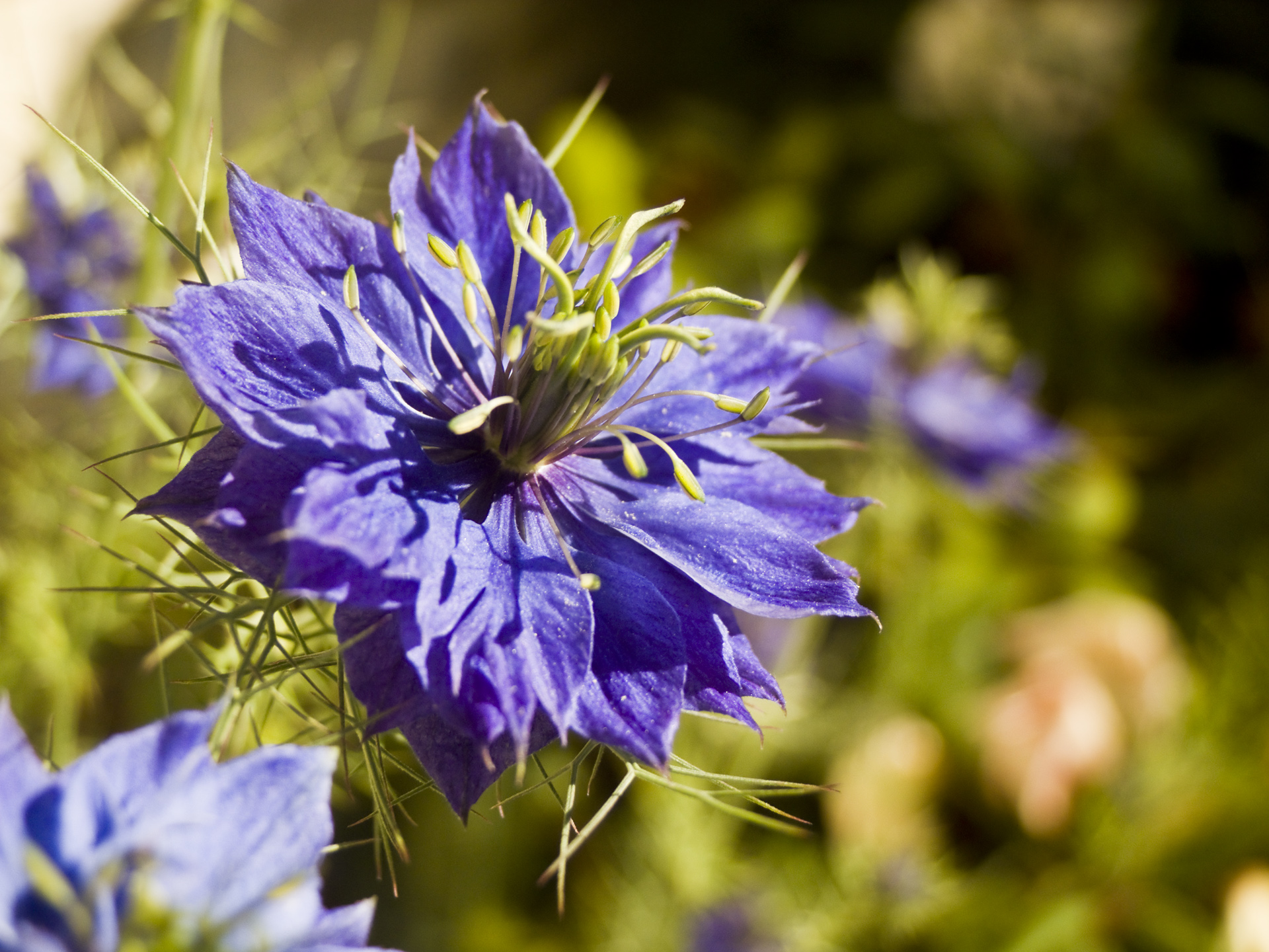 Fonds d'cran Nature Fleurs 