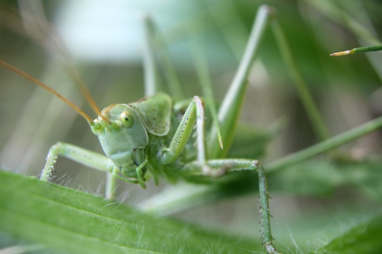 Wallpapers Animals Insects - Locusts Gros Criquet