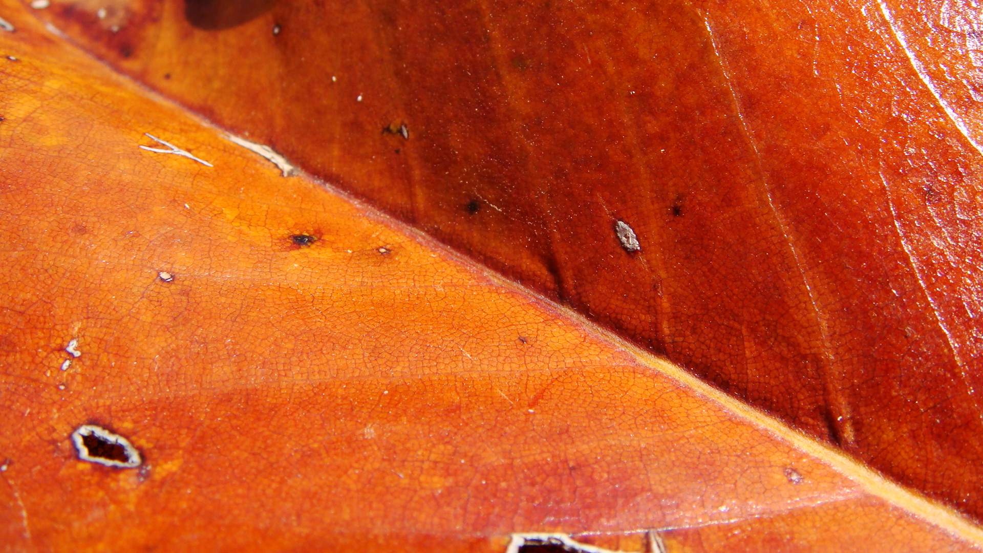 Fonds d'cran Nature Feuilles - Feuillages Au bord de la piscine...