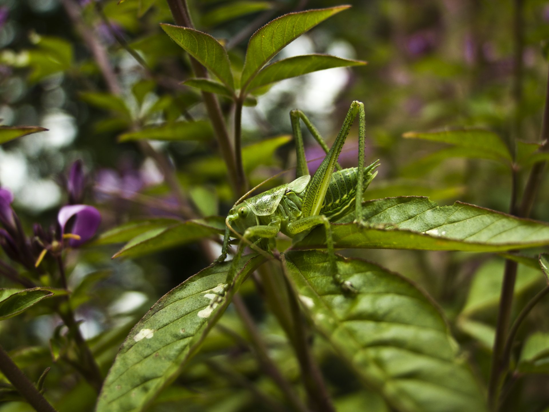 Wallpapers Animals Insects - Grasshoppers and Locusts cach ?