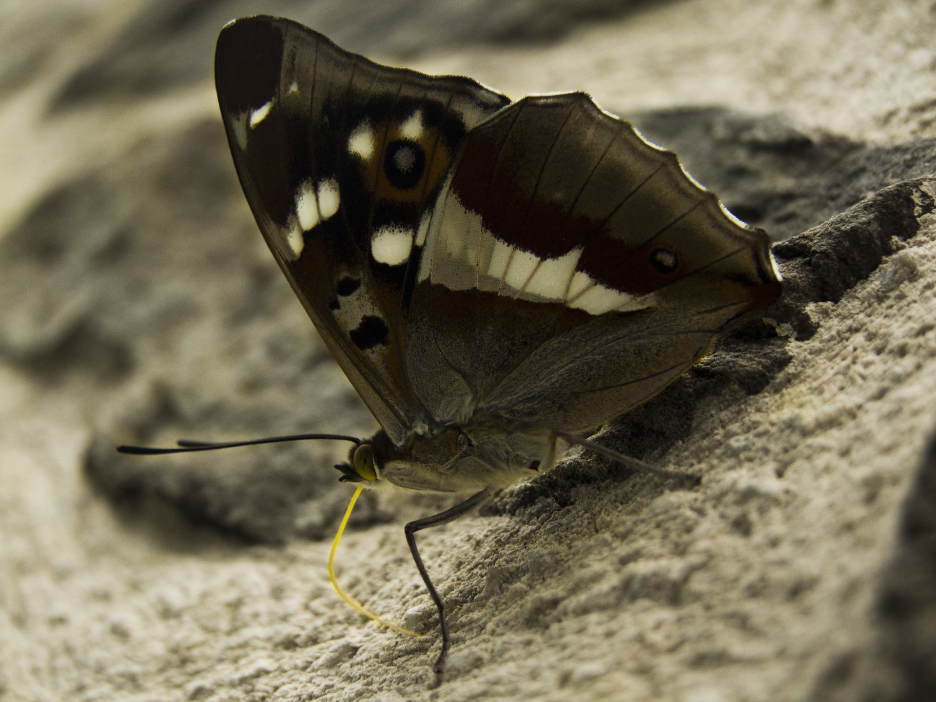 Fonds d'cran Animaux Insectes - Papillons 