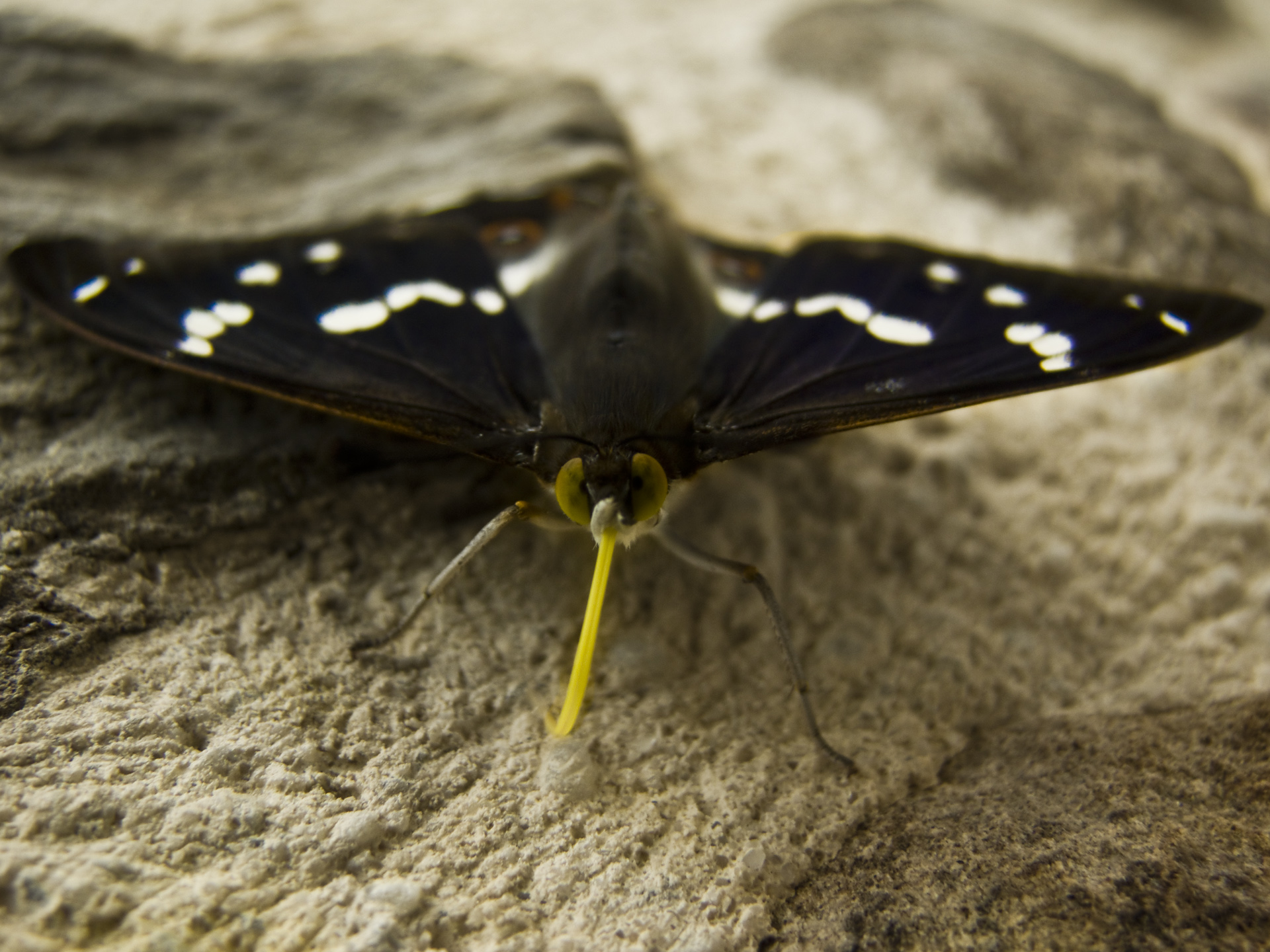 Fonds d'cran Animaux Insectes - Papillons coucou...