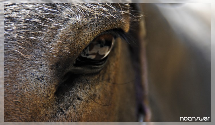 Fonds d'cran Animaux Chevaux Horses Eye