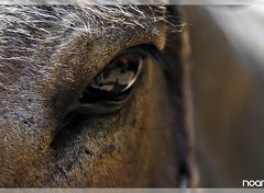 Fonds d'cran Animaux Horses Eye