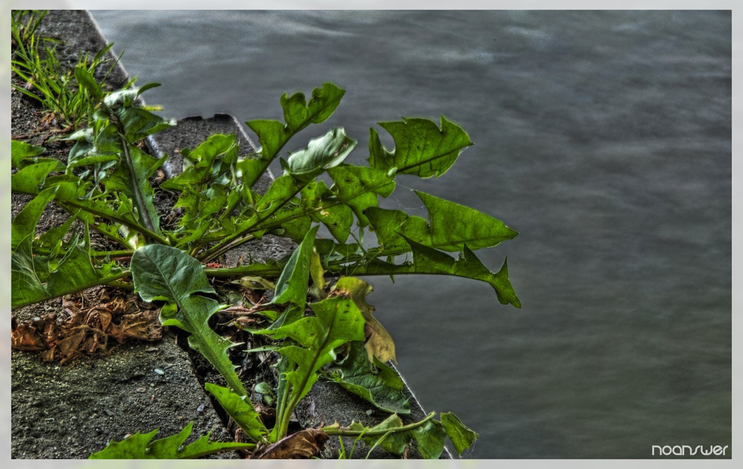 Fonds d'cran Nature Plantes - Arbustes Plantes