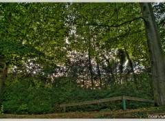 Fonds d'cran Nature Forest Light