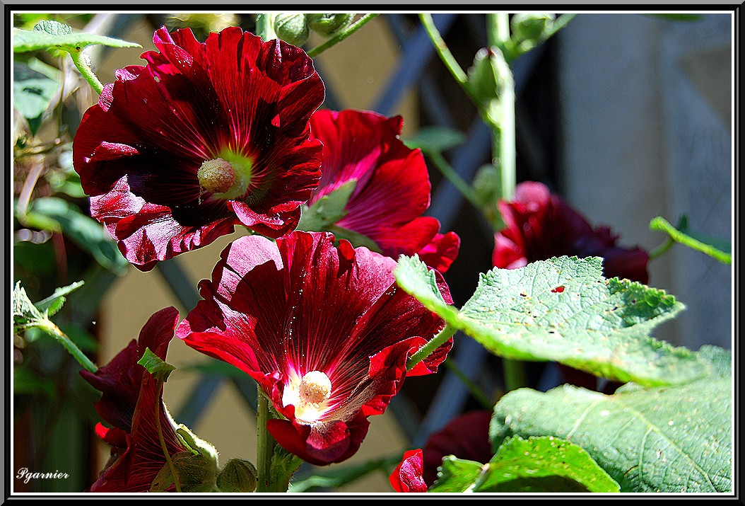 Fonds d'cran Nature Fleurs Les fleurs d't