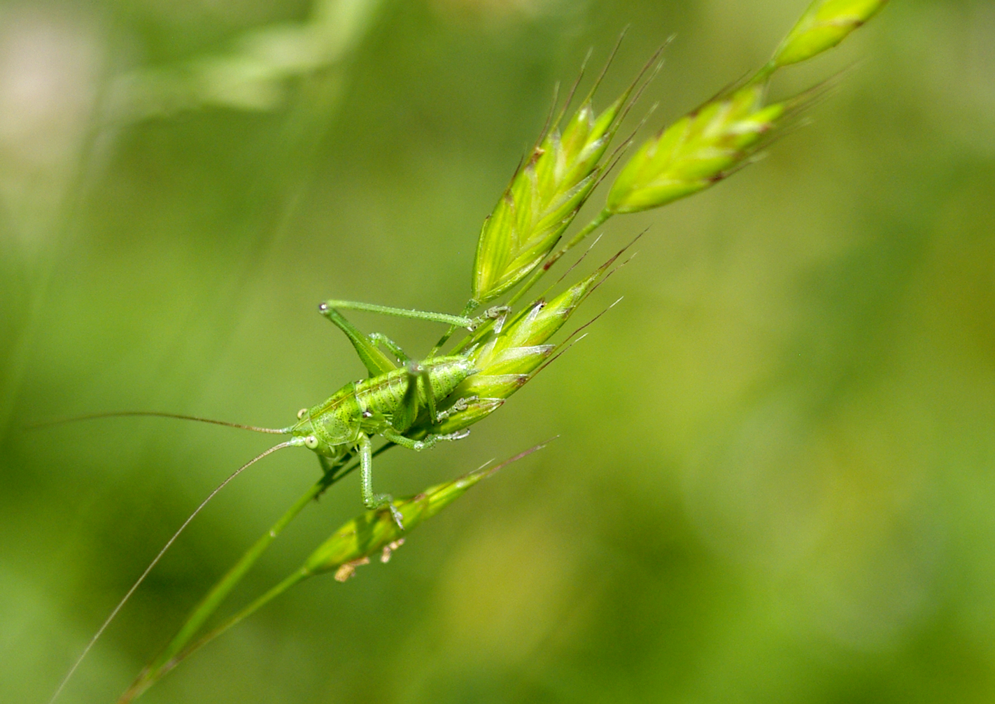 Wallpapers Animals Insects - Grasshoppers and Locusts 