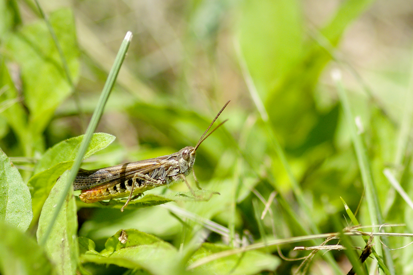 Wallpapers Animals Insects - Grasshoppers and Locusts 