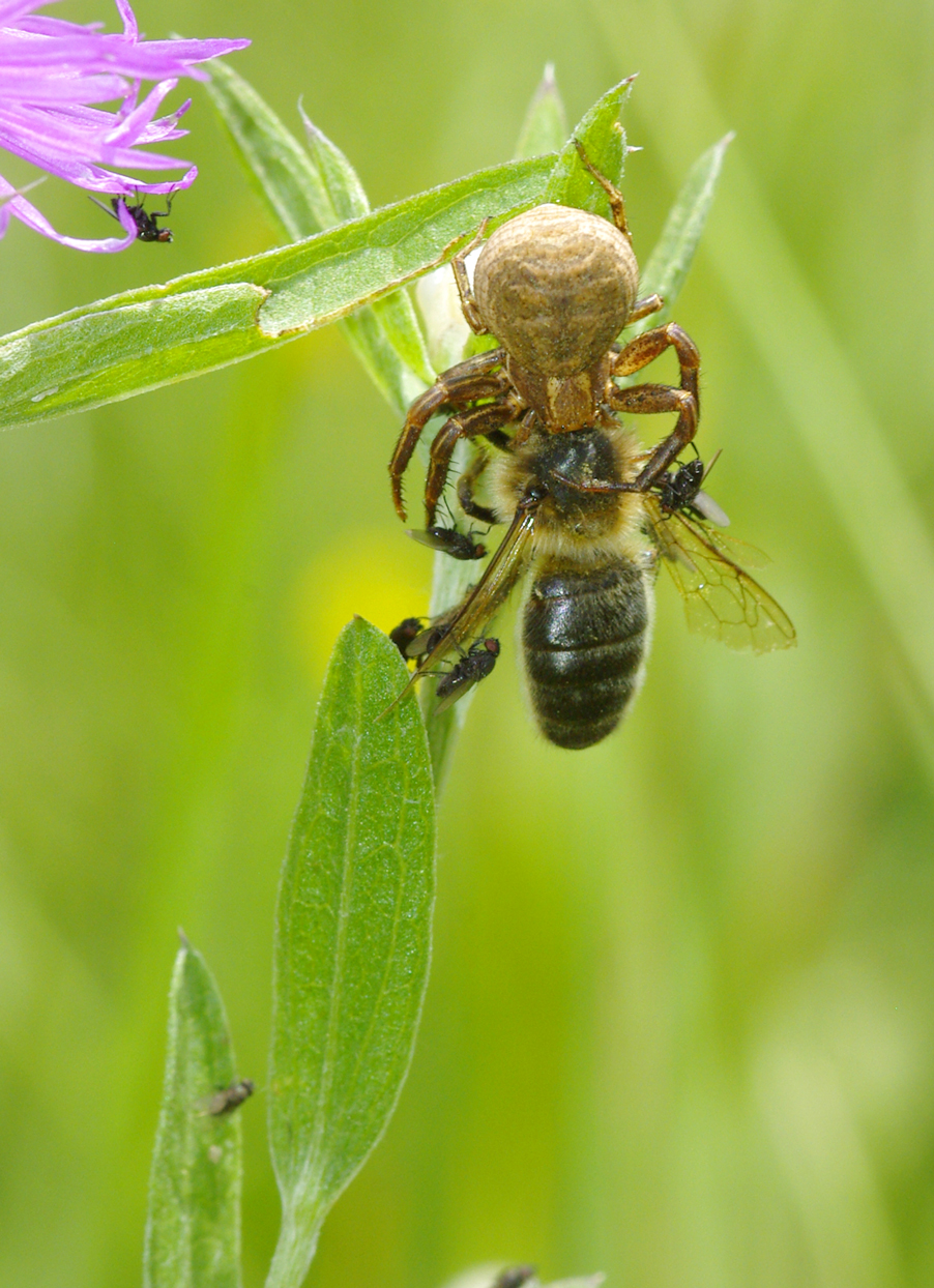 Wallpapers Animals Spiders Festin de roi partag