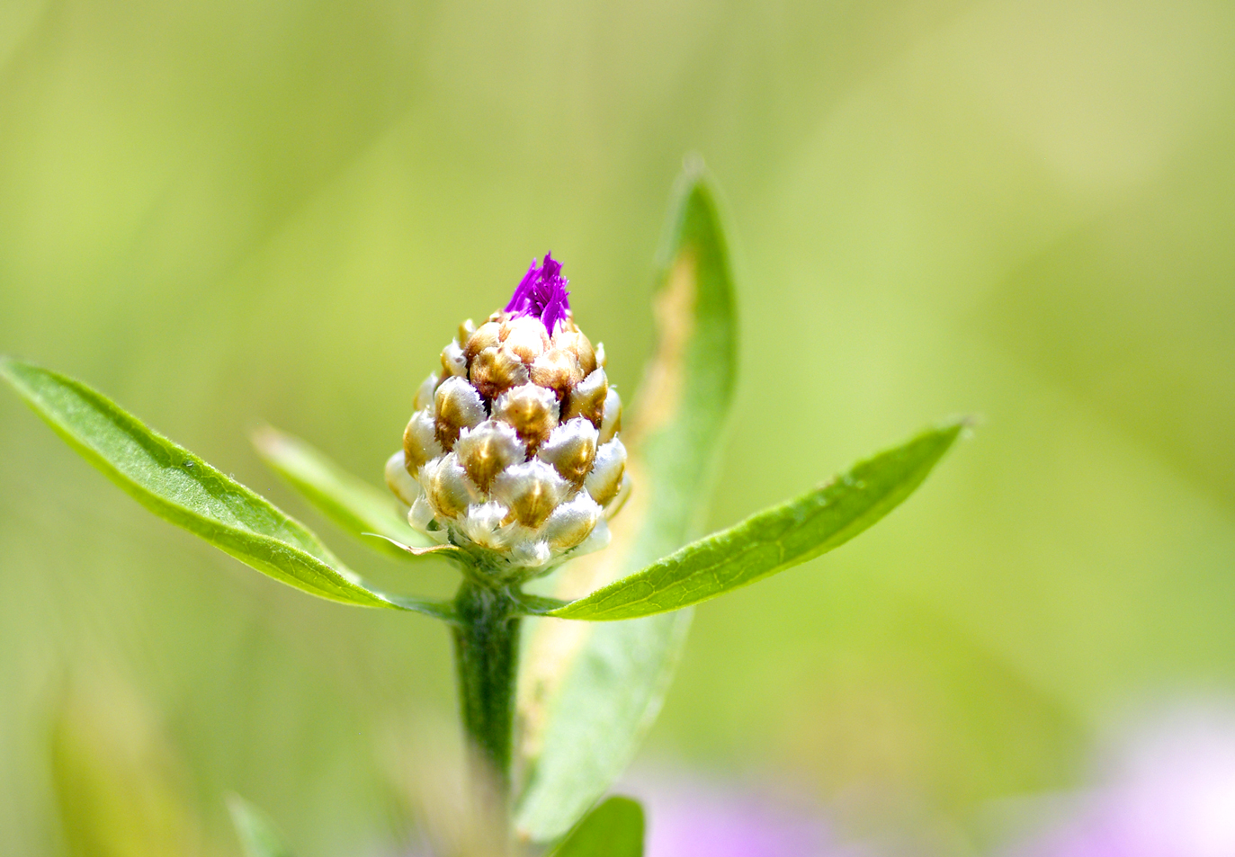 Wallpapers Nature Flowers 