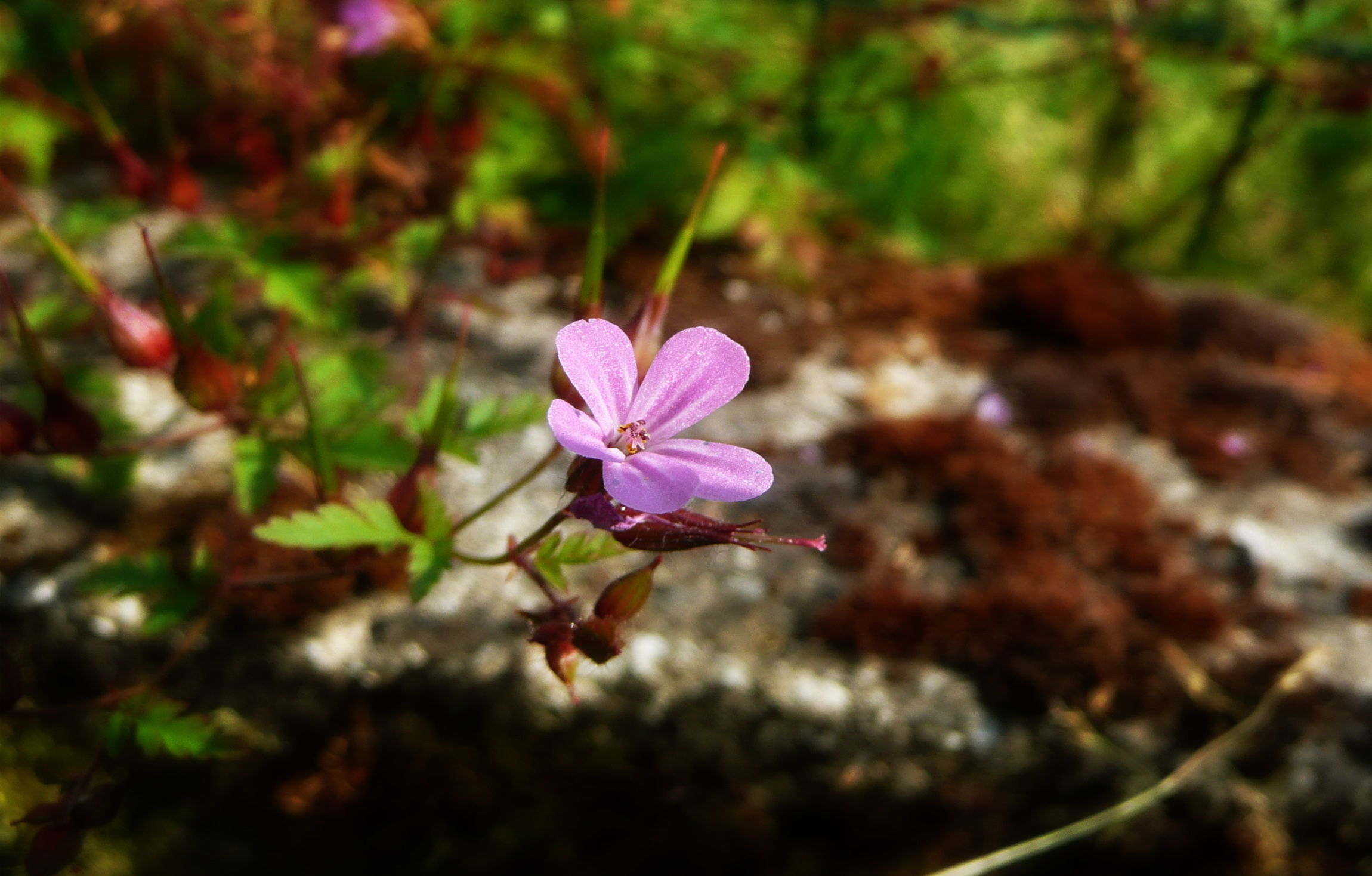 Fonds d'cran Nature Fleurs Fleur Rose