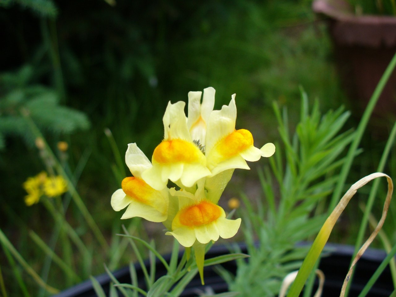 Fonds d'cran Nature Fleurs 