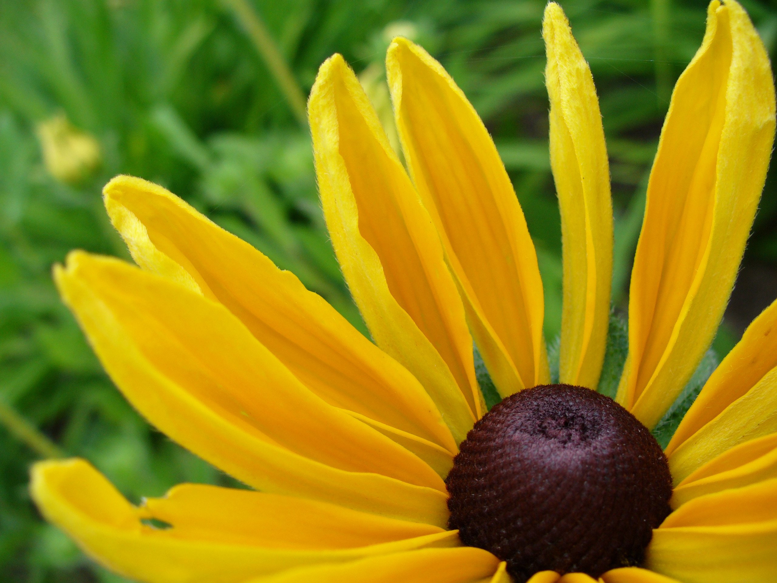 Fonds d'cran Nature Fleurs 