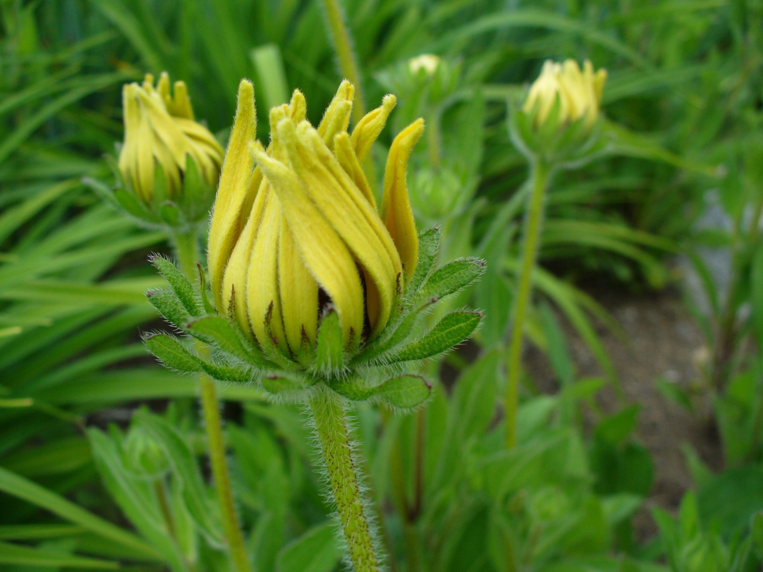 Fonds d'cran Nature Fleurs 