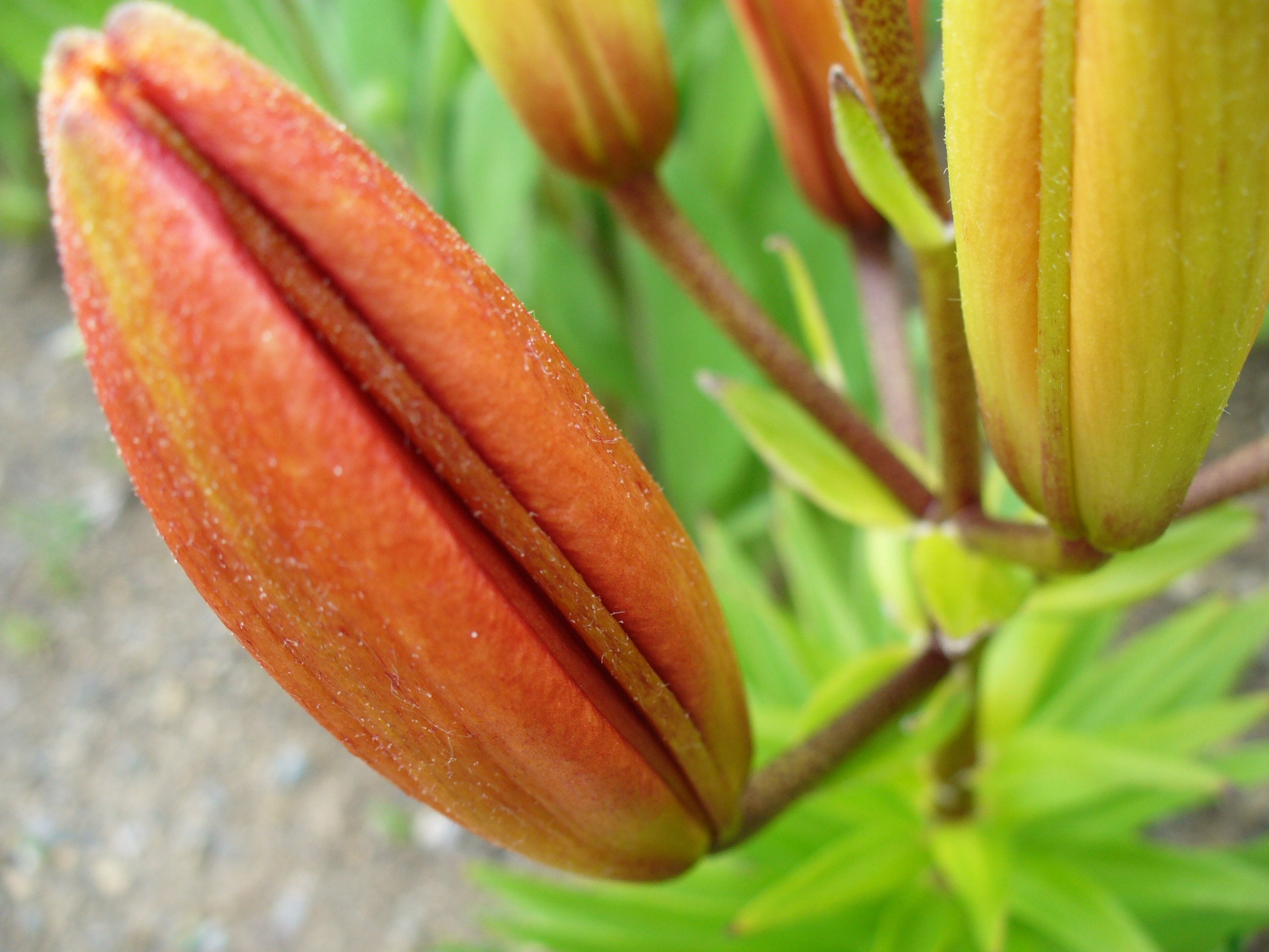 Fonds d'cran Nature Fleurs 