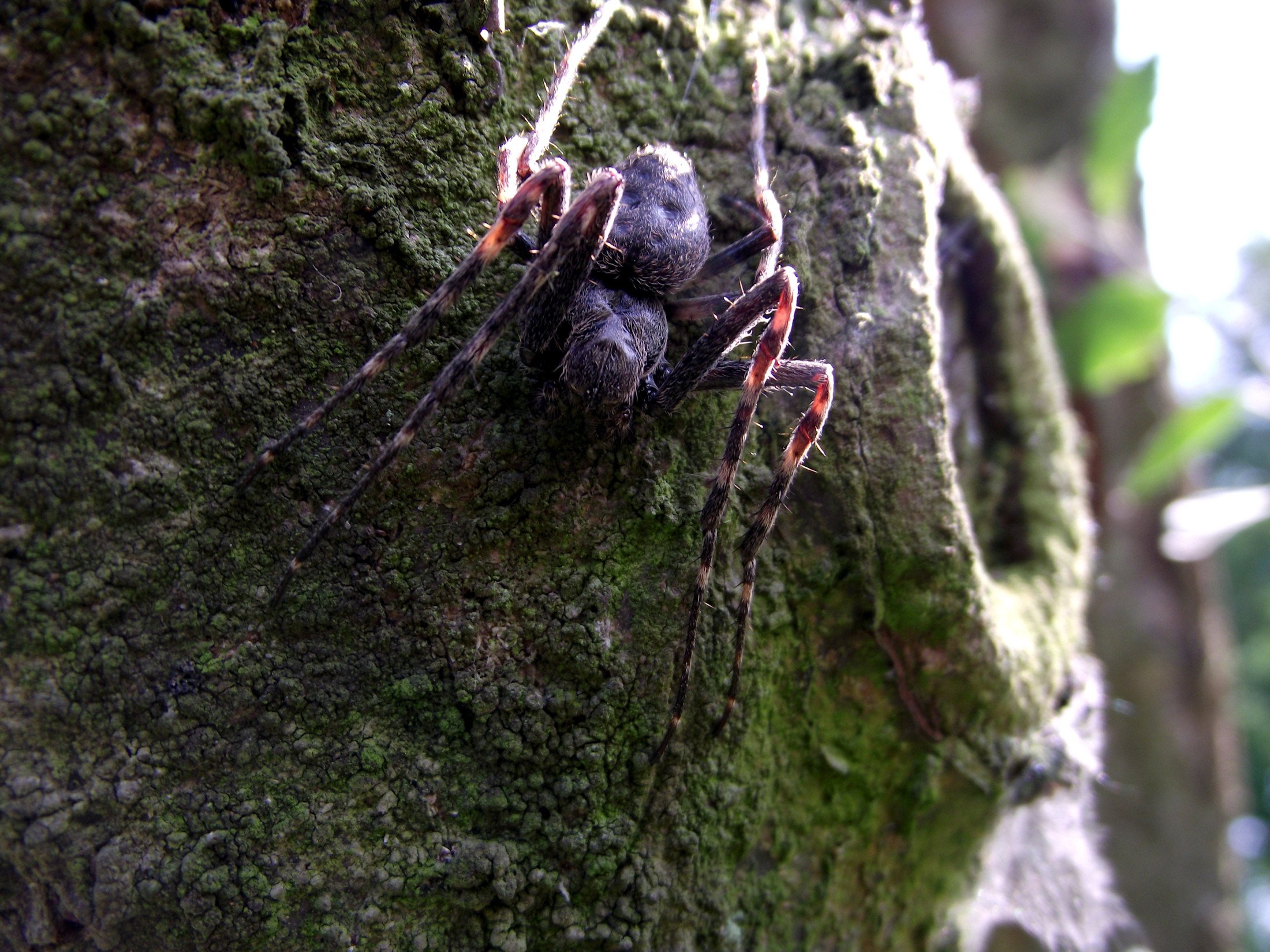 Wallpapers Animals Spiders Araigne