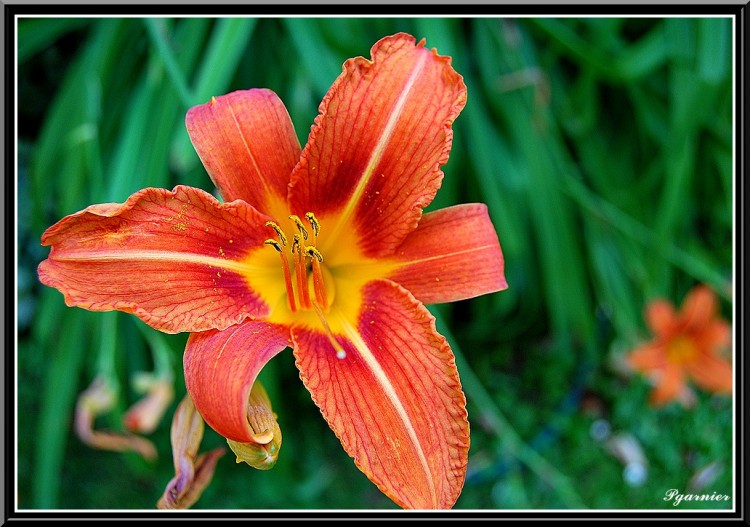 Fonds d'cran Nature Fleurs Dans intimit d'une fleur